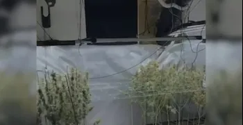 guardia-civil-desmantela-zona-norte-red-indoor-marihuana