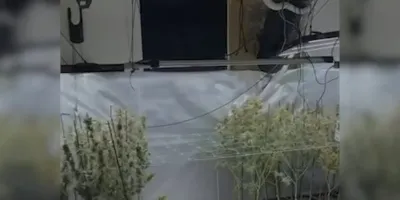 guardia-civil-desmantela-zona-norte-red-indoor-marihuana