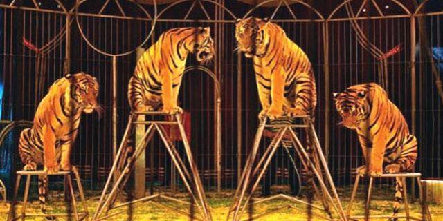 Rivas prohíbe que los animales se utilicen para espectáculos del circo