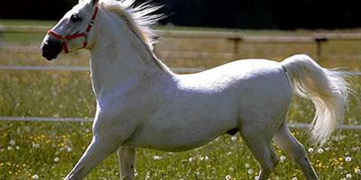 ¿Es realmente eficaz el famoso champú de biotina?