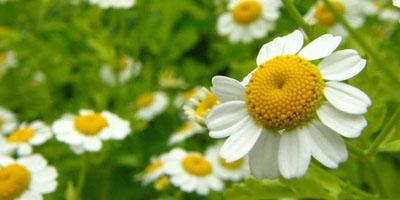 120726 reportaje plantasmedicinales2