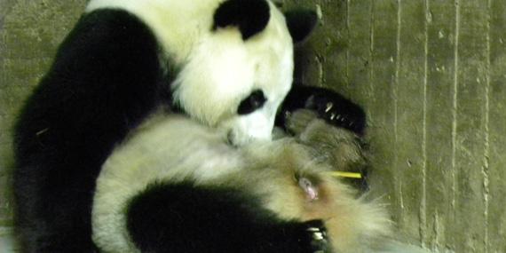 Nace un nuevo oso panda en el Zoo Aquarium de Madrid