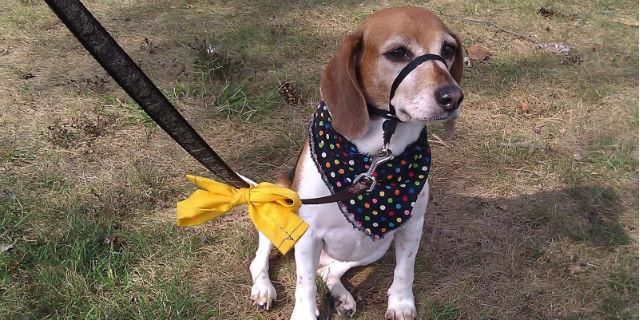 ¿Qué significa un lazo amarillo en las correas de los perros?