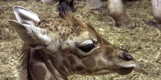 Una jirafa de 60 kilos y 1,7 metros, nuevo habitante del Zoo