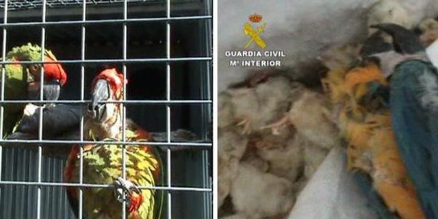 Desarticulada en Madrid una red nacional de tráfico de animales en riesgo de extinción