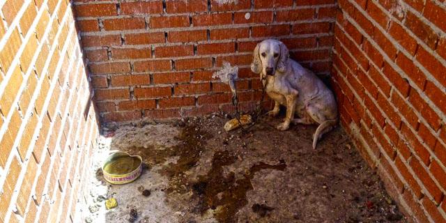 Hasta 58 perros de caza en sólo 30 metros cuadrados