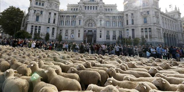 Dos mil ovejas cruzan el centro de Madrid para reivindicar la histórica trashumancia