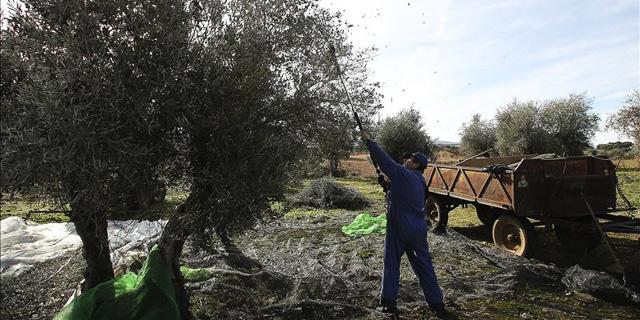 Más de mil años de historia en cinco olivos