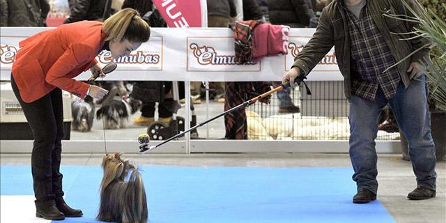 Los animales desfilan en Madrid para ser adoptados