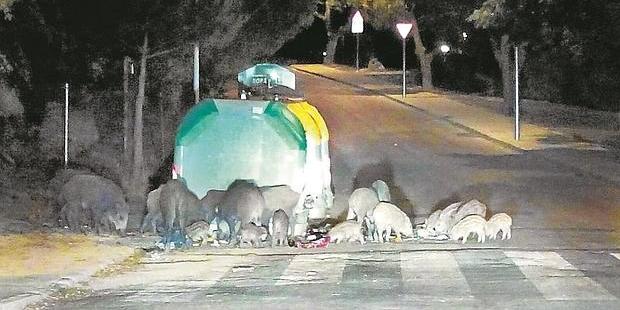 San Sebastián de los Reyes toma medidas para controlar el incremento de jabalíes