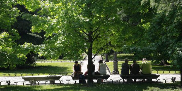 Madrid plantará olmos resistentes a la grafiosis