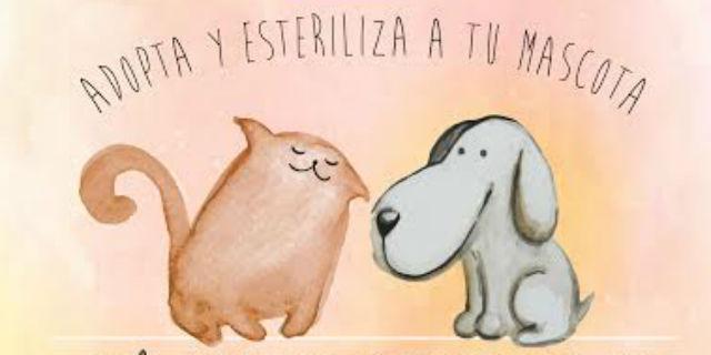 Sevilla la Nueva pone en marcha “Sé responsable con tu animal de compañía”