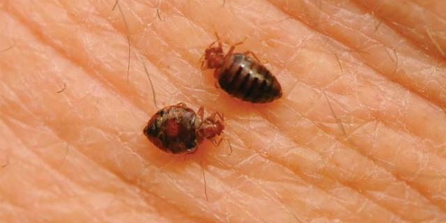 Una plaga de chinches obliga a desalojar una residencia de Chamberí