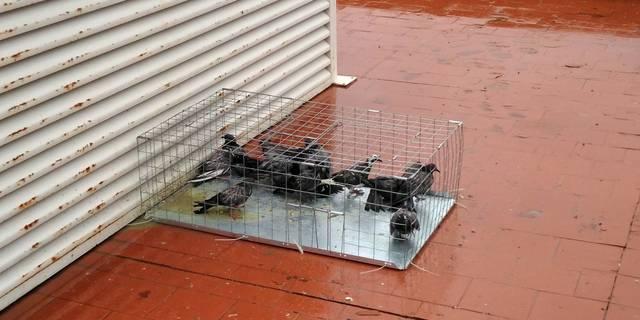 Sevilla La Nueva realiza una campaña de control de palomas en el municipio