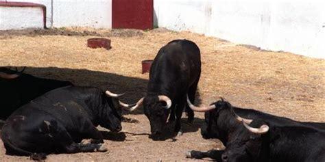 Primera novillada de la Feria de Arganda del Rey 2018 