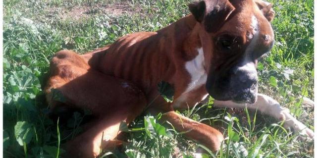 Piden más de tres años de prisión para las jefas de la perrera de Alcalá por maltrato