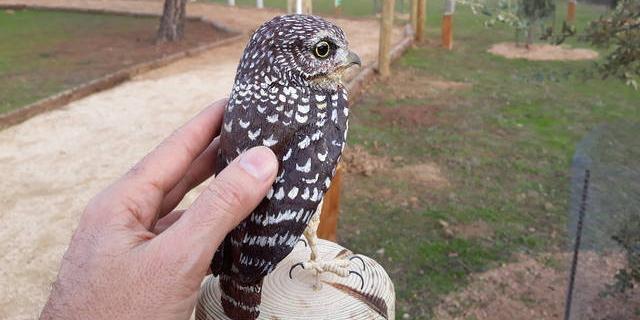 Pozuelo presenta una senda ornitológica adaptada a las personas con discapacidad