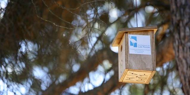 Las Rozas redobla las medidas de control ante la plaga de oruga procesionaria en la Comunidad de Madrid