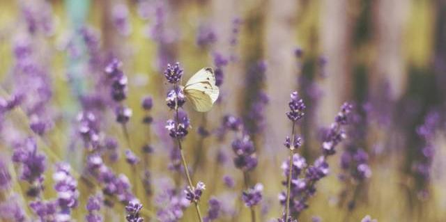 Conoce las plantas medicinales más versátiles de nuestra sierra