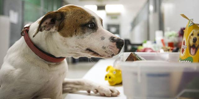 Las Rozas pone a disposición de la Comunidad plazas en su Centro Animal para perros de personas sin hogar