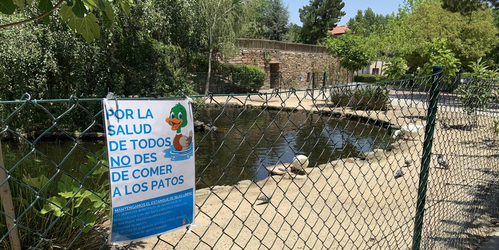 Tres Cantos pide a los vecinos que no alimenten a los patos del estanque de Islas