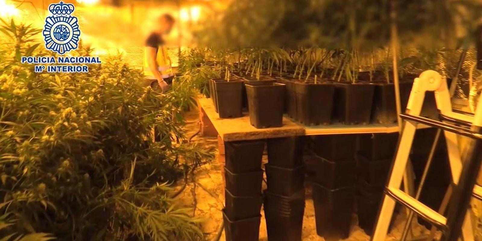 Cae uno de los mayores entramados madrileños dedicados a importar heroína y cultivar y exportar marihuana