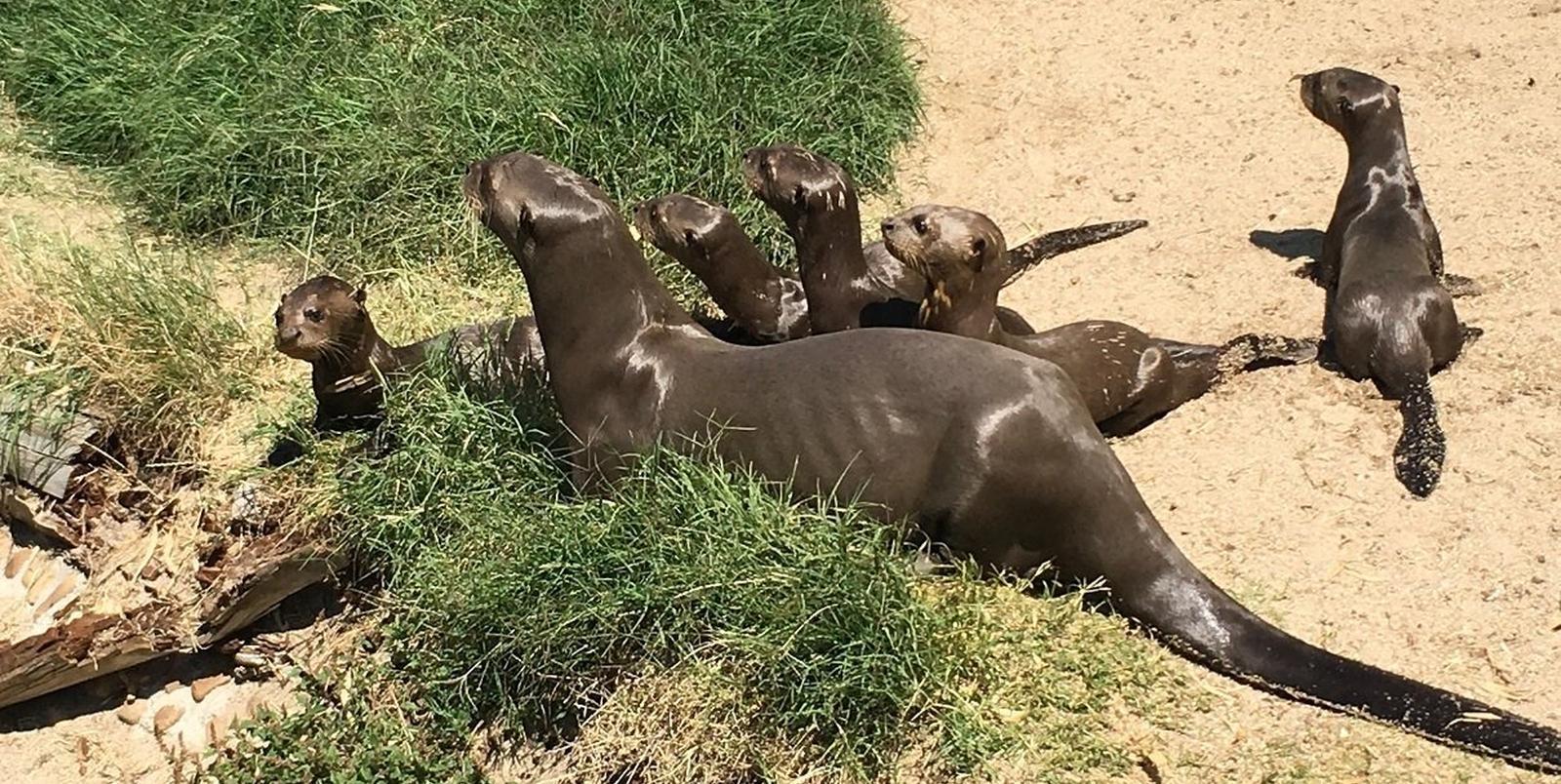 Las nutrias gigantes del Amazonas, una especie en peligro de extinción, se reproducen con éxito en Zoo Aquarium