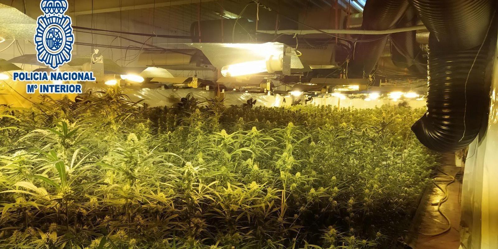 Desmanteladas nueve plantaciones de marihuana y tres viviendas de venta de drogas en un edificio en Usera