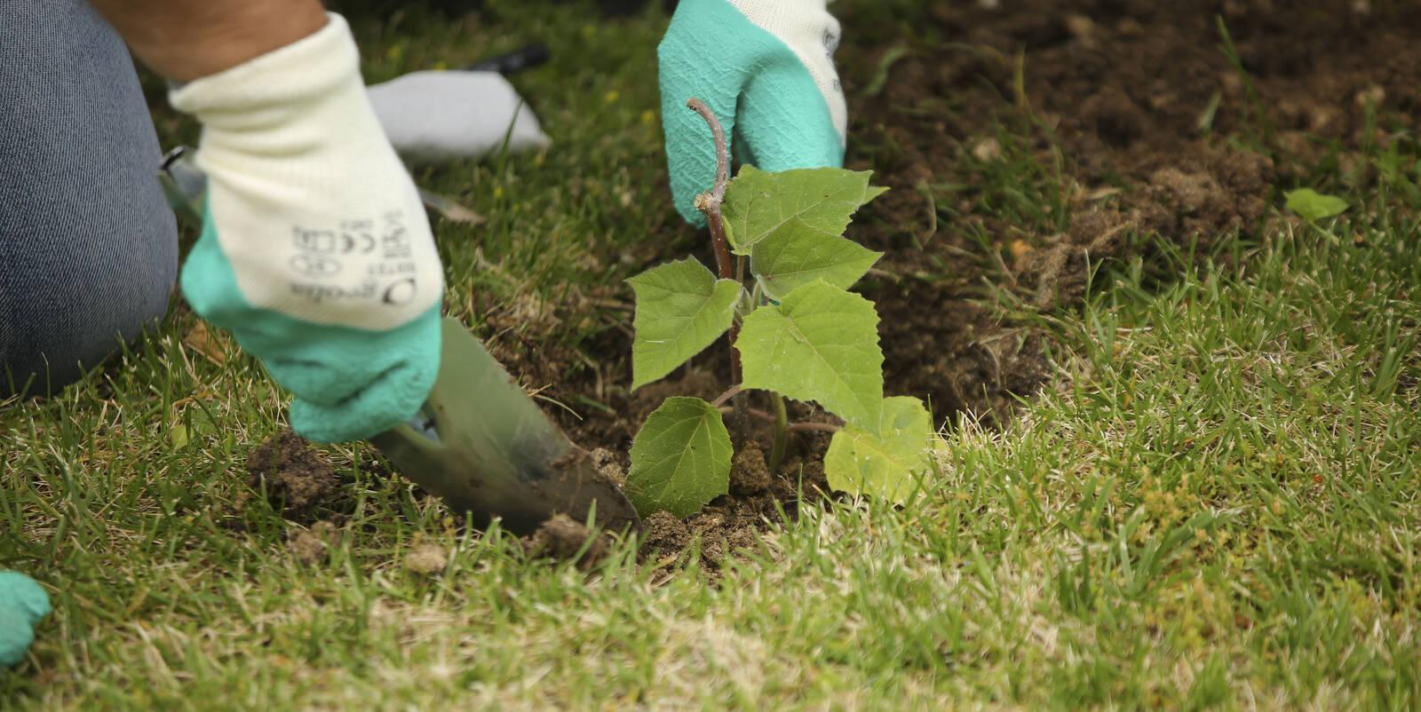 Las Rozas firma un convenio para impulsar las acciones de reforestación del municipio