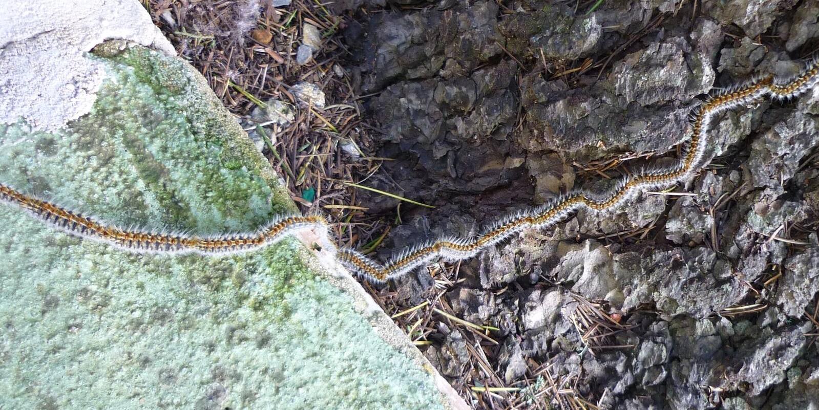 Las Rozas pone en marcha una campaña contra la procesionaria del pino más sostenible y eficaz
