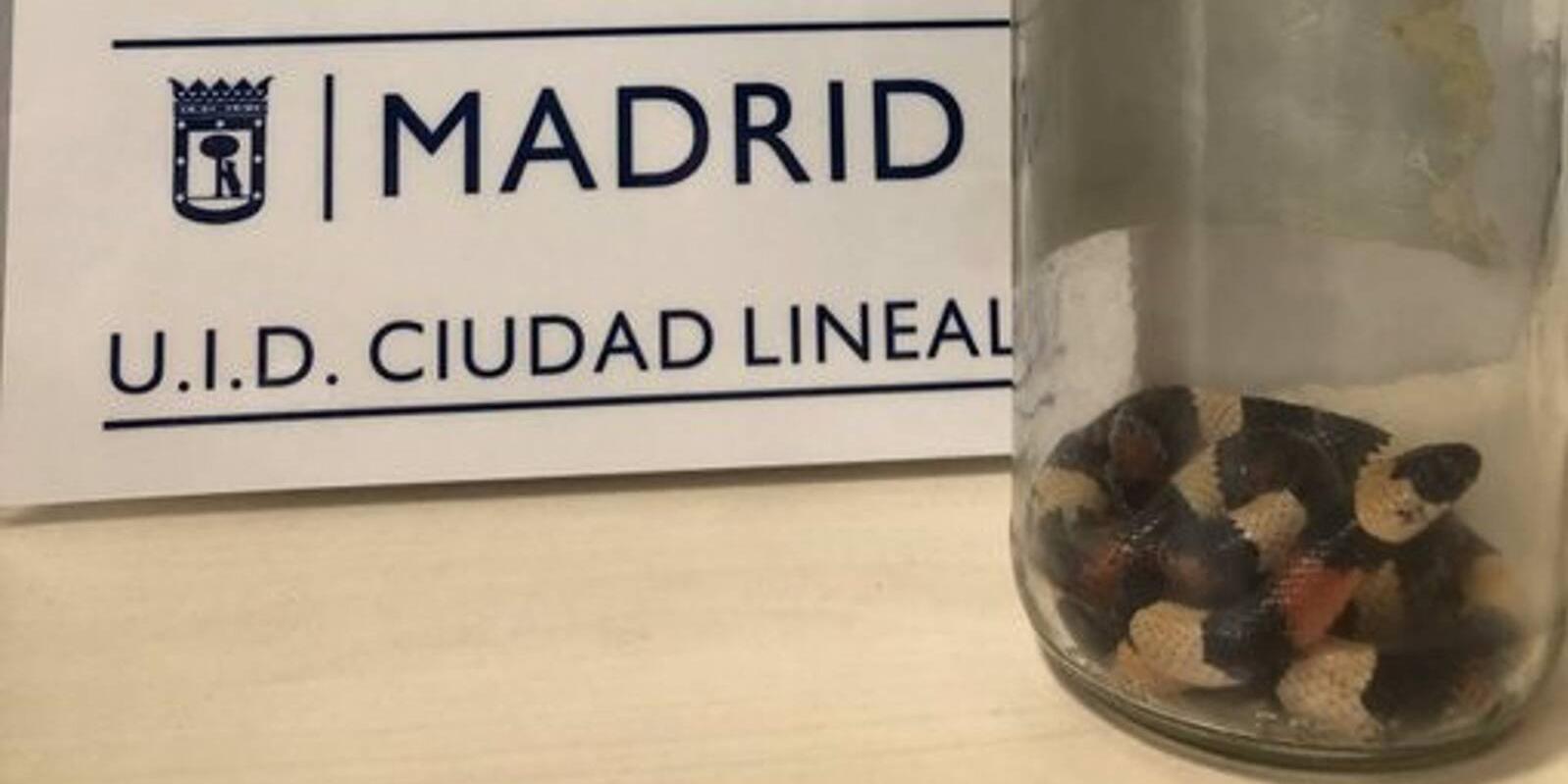 Capturan una serpiente 'rey escarlata' en un garaje de Ciudad Lineal