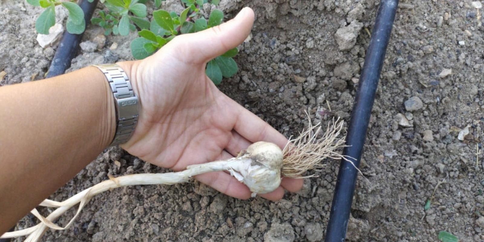 El proyecto ‘Gastronomía Sostenible’ de BBVA y los hermanos Roca pone en valor el ajo fino de la vega de Chinchón