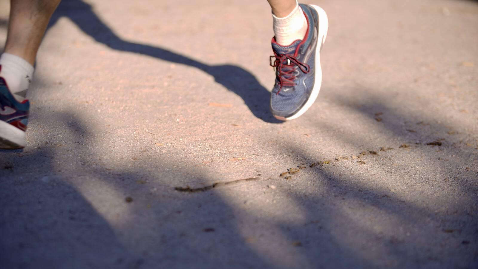 Las Rozas finaliza la campaña contra la procesionaria