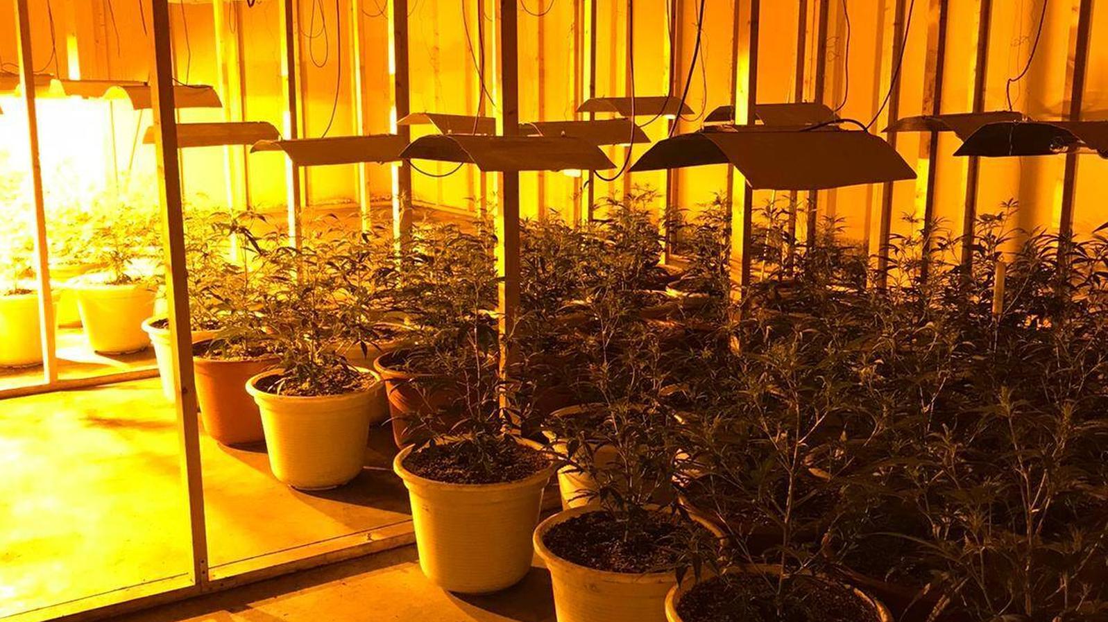 La Policía local de Humanes interviene más de 200 plantas de marihuana