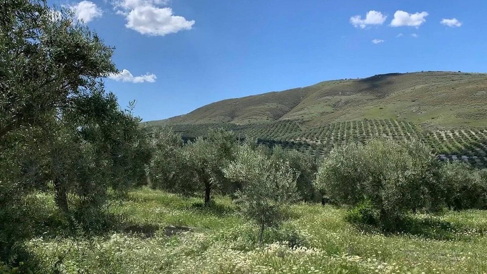 BBVA y los hermanos Roca premian a los diez mejores productores sostenibles de España