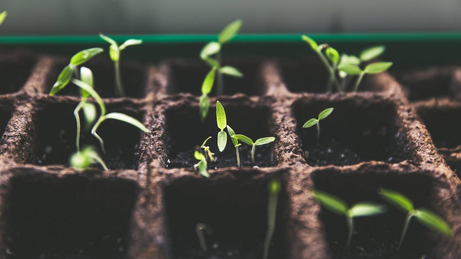 5 grandes consejos para empezar nuestro propio canal de jardinería