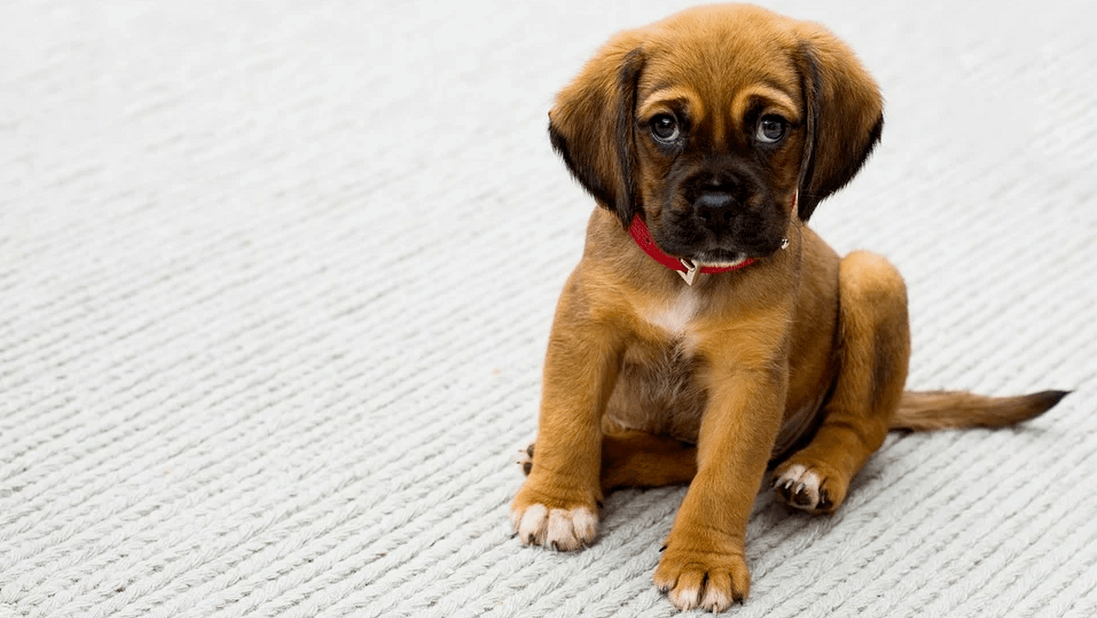 Consejos para elegir un plan de salud para tu perro