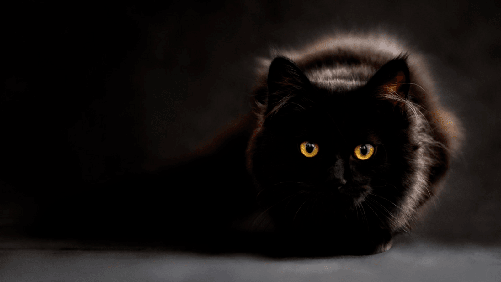 Estas son las principales características de los gatos
