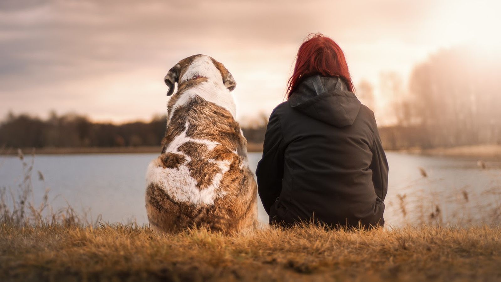 ¿Cómo debemos cuidar a las mascotas hasta el final de su vida?