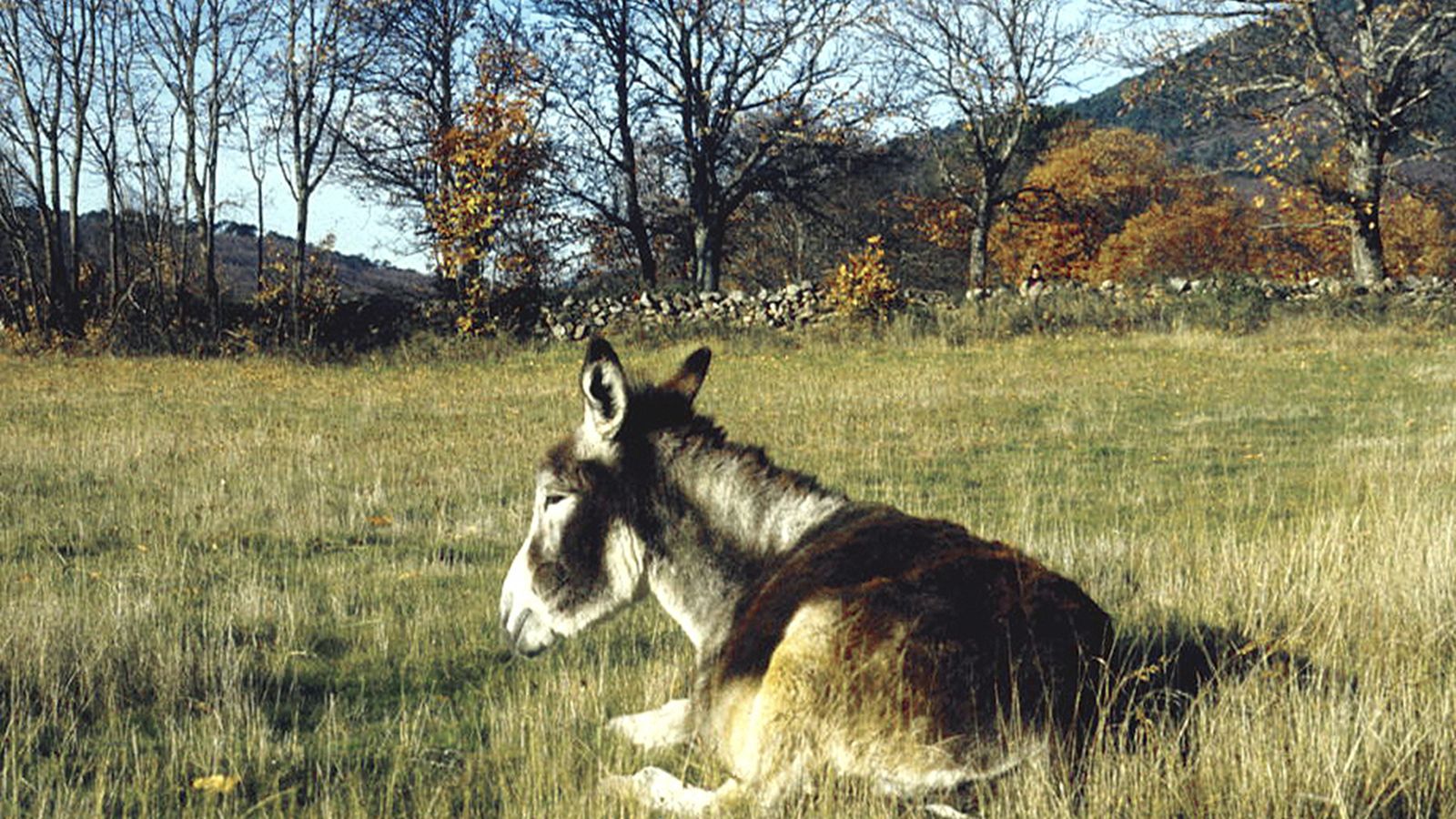 ¿Qué ver y hacer en Rozas de Puerto Real?