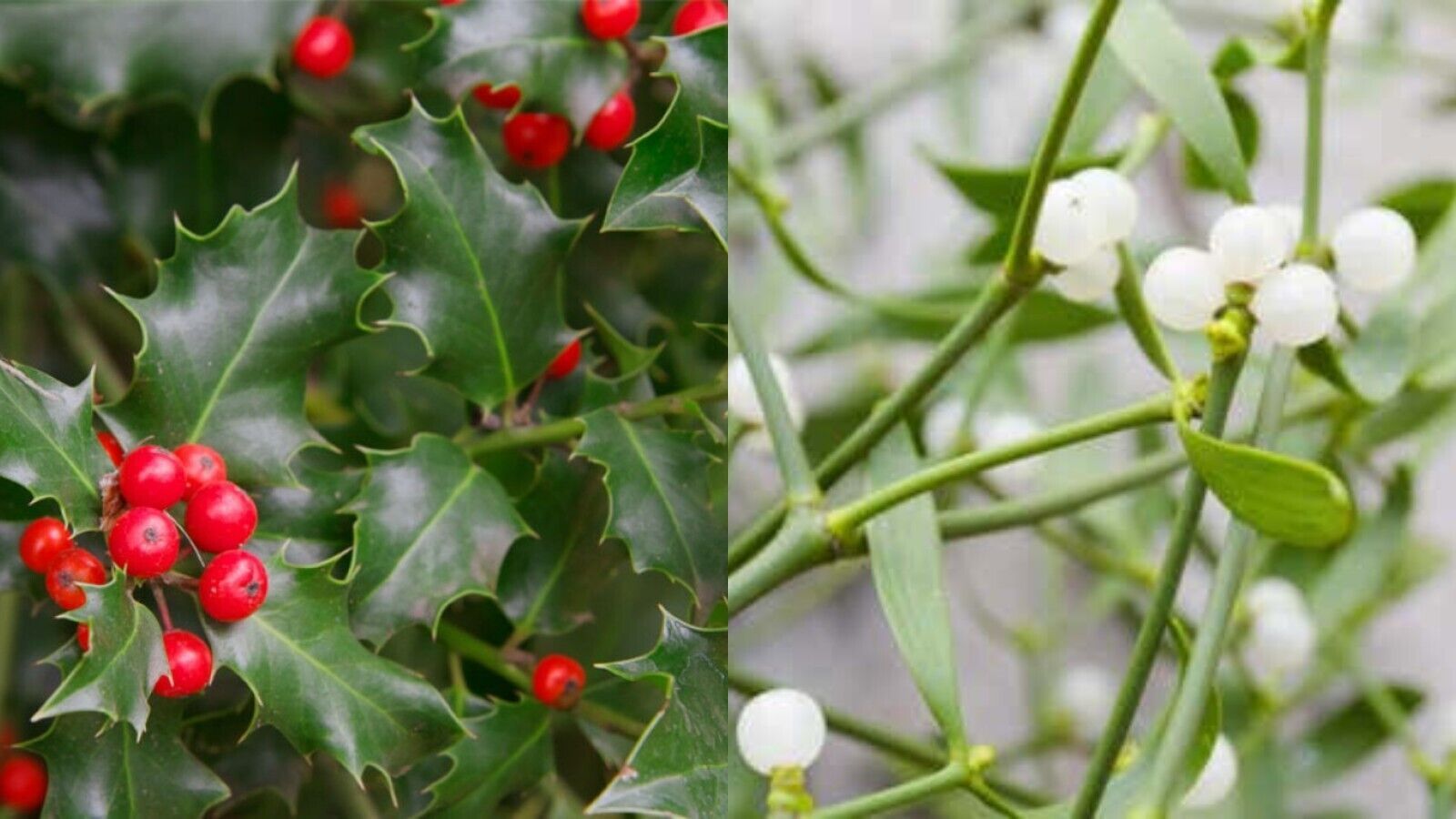 Acebo o muérdago, dos plantas muy distintas