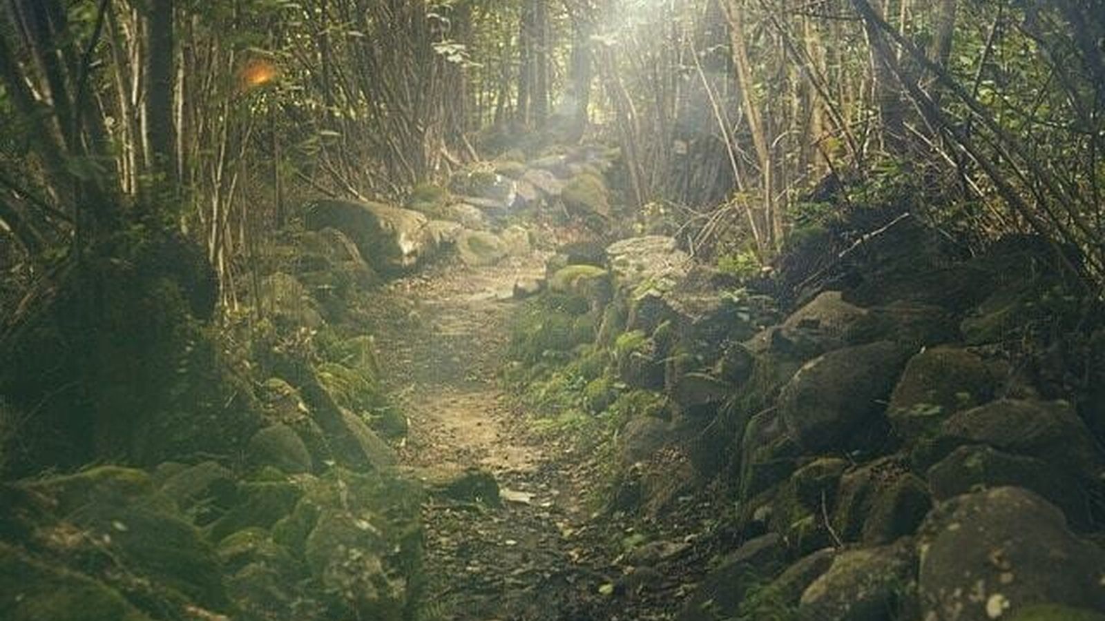 Descubre la Sierra del Guadarrama a través de rutas guiadas