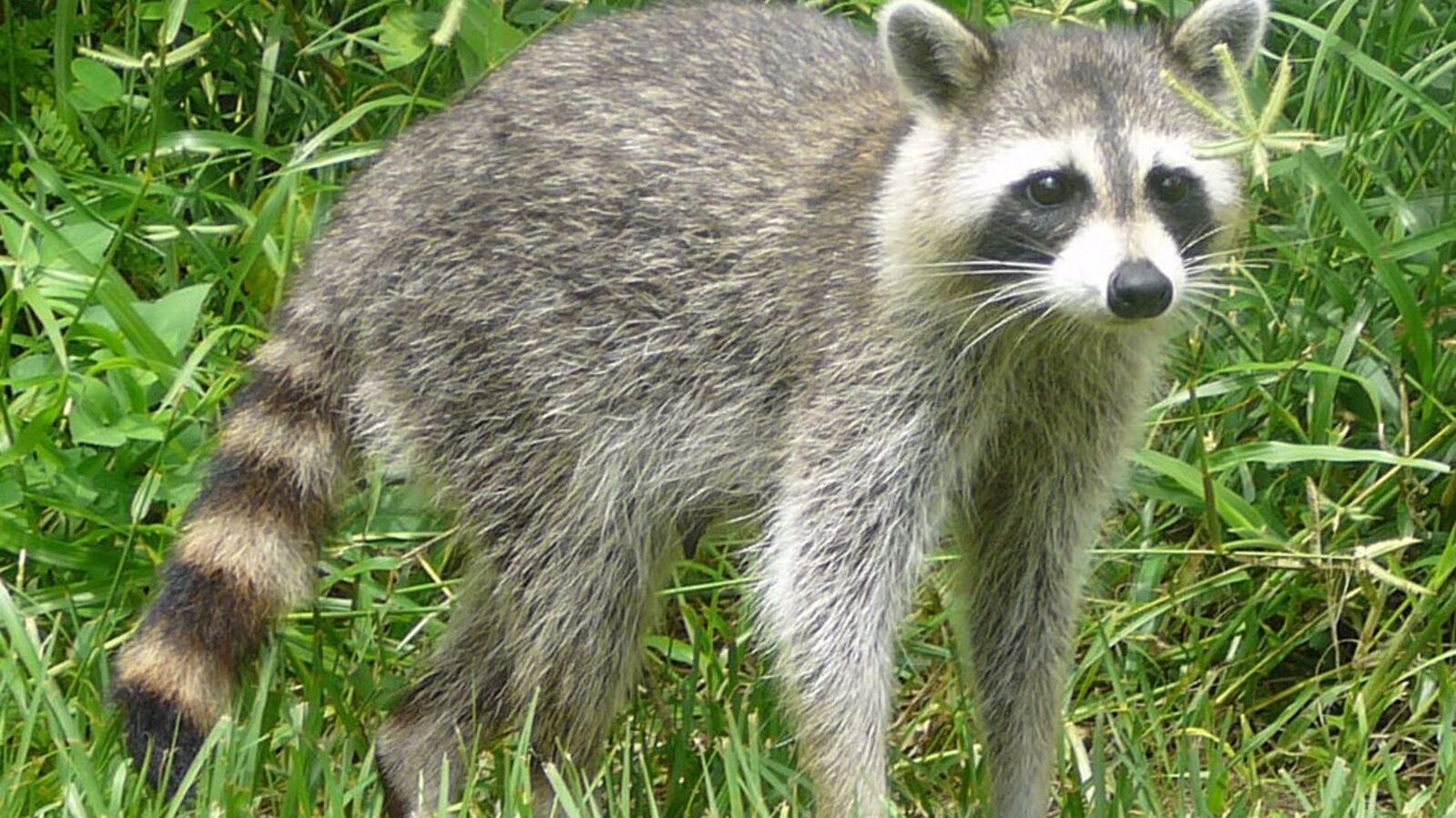 Miles de animales invasores retirados en la Comunidad de Madrid el pasado año