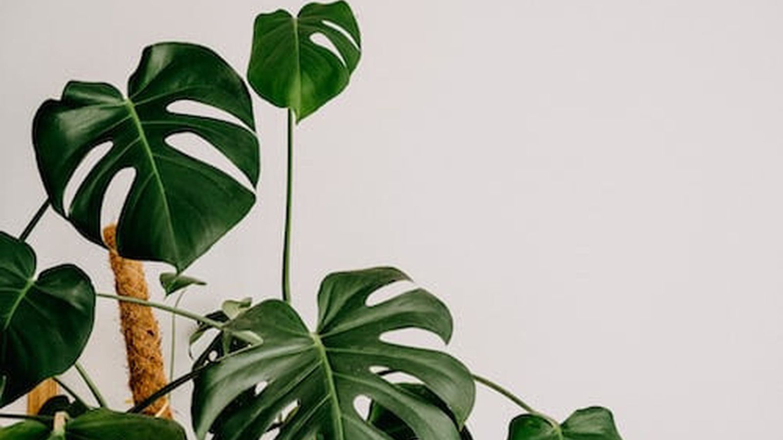 Las plantas de interior más bonitas para decorar tu oficina