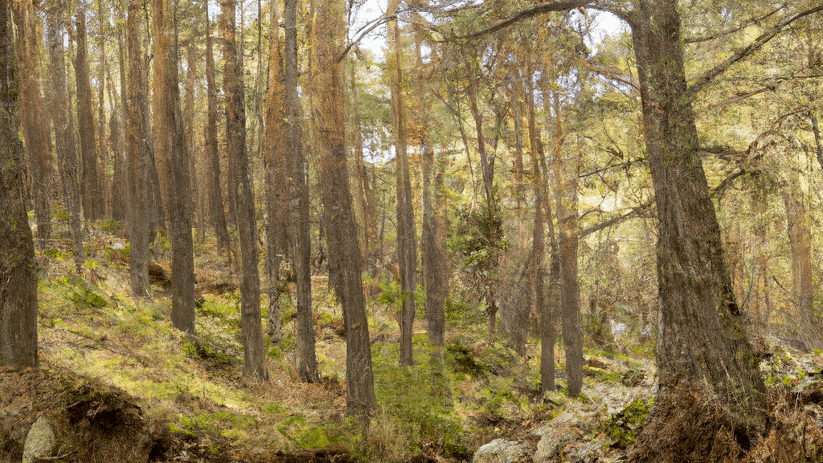 Guía de senderismo: explorando la sierra de Madrid