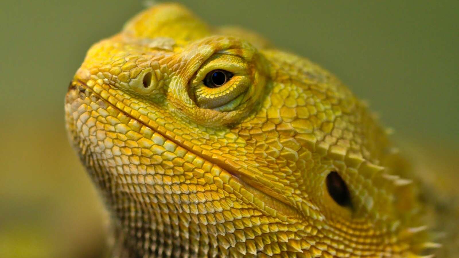¿Cómo transportar tu reptil en verano?