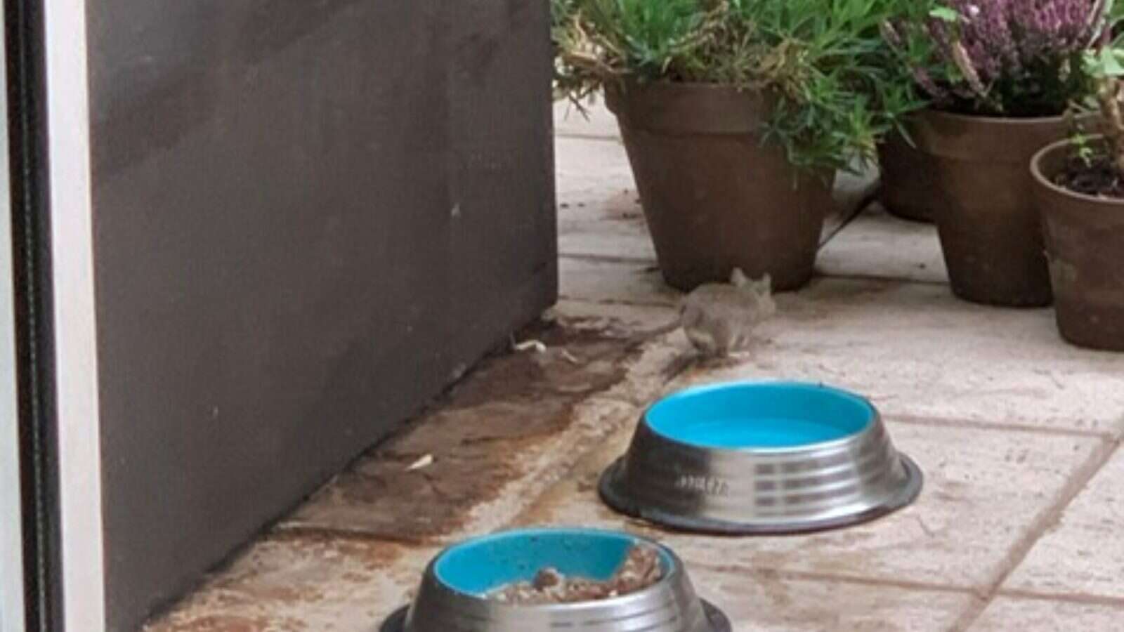 Vecinos de Aravaca reclaman medidas urgentes ante la invasión de ratas