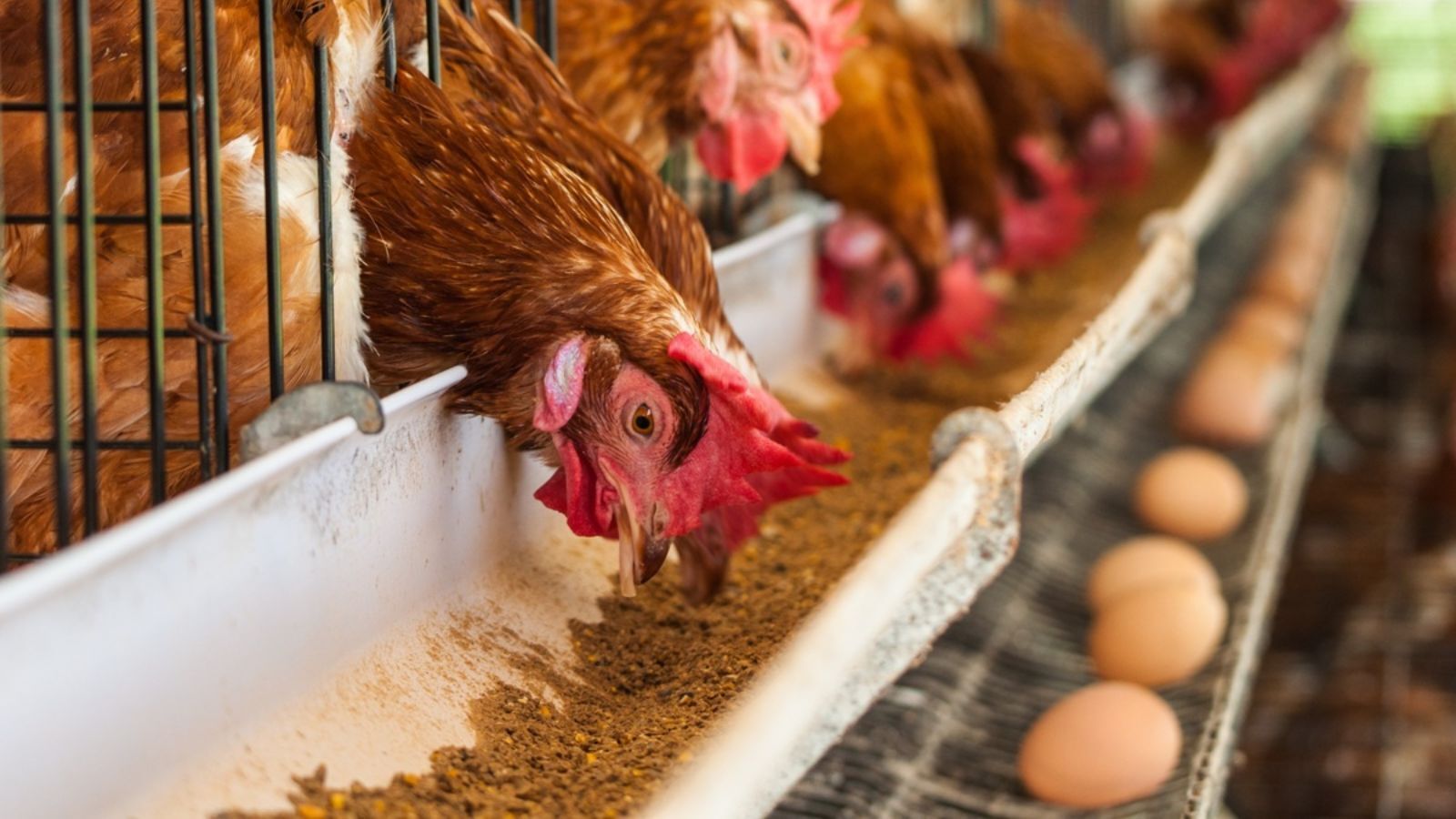 Sacrificadas 450.000 gallinas por un brote de gripe aviar en Valdemoro