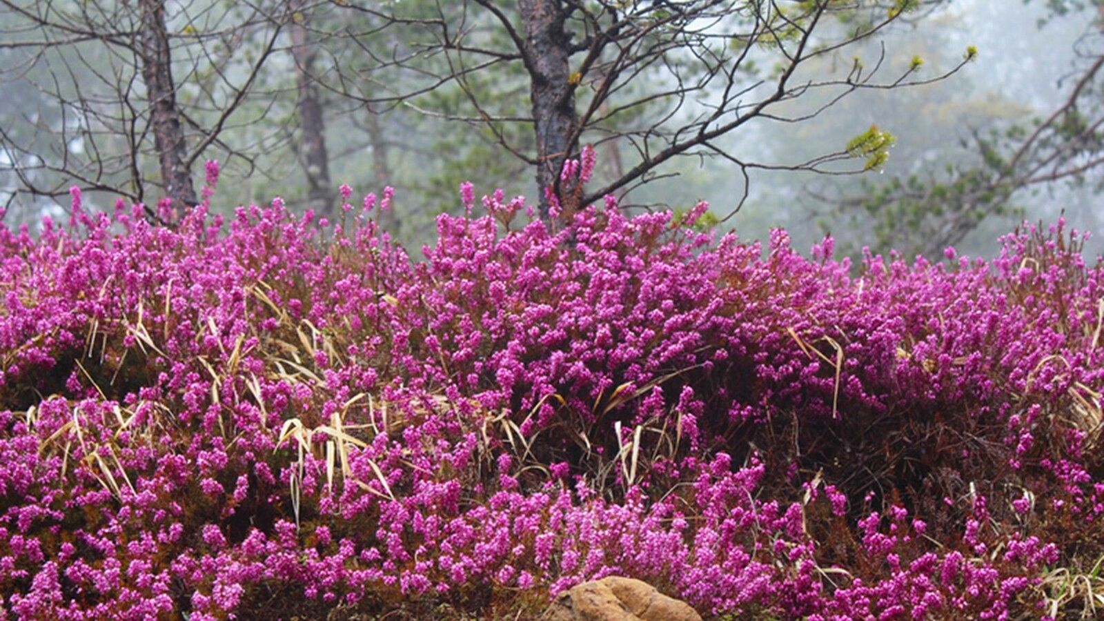 3 brezo de invierno erica carnea