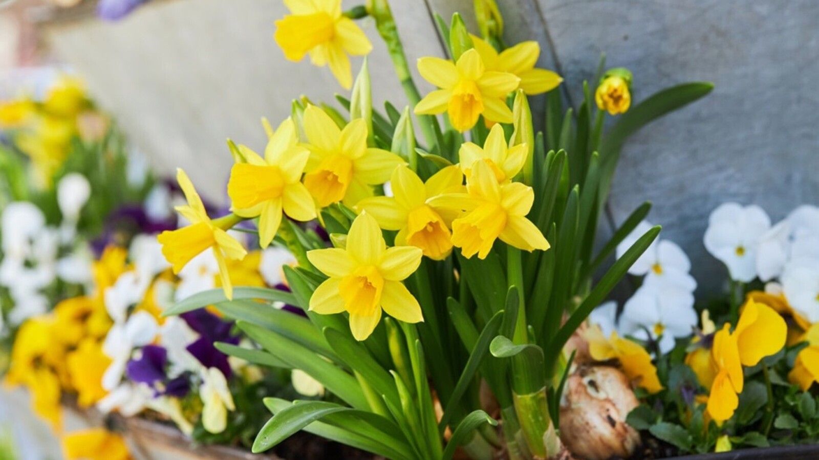 5 narciso narcissus